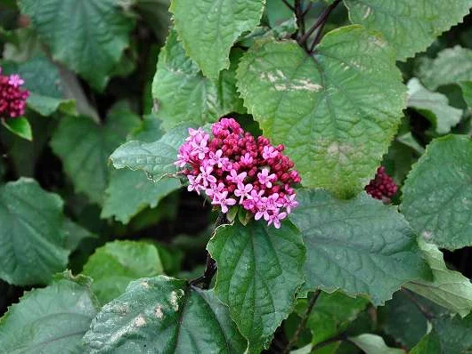 CLERODENDRUM bungei - Clérodendron du bunge