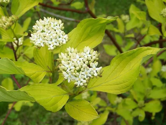 CORNUS alba - Cornouiller blanc