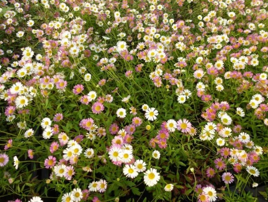 ERIGERON karvinskianus