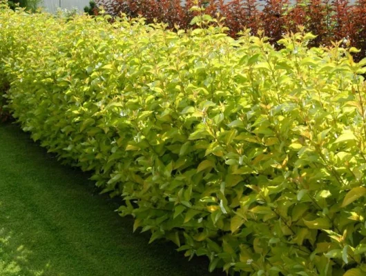 CORNUS alba 'Aurea' - Cornouiller blanc