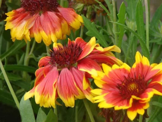 GAILLARDIA aristata 'Kobold' - Gaillarde