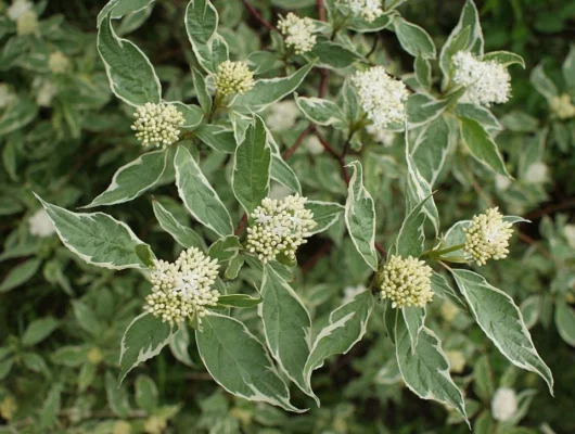 CORNUS alba 'Elegantissima' - Cornouiller blanc panaché