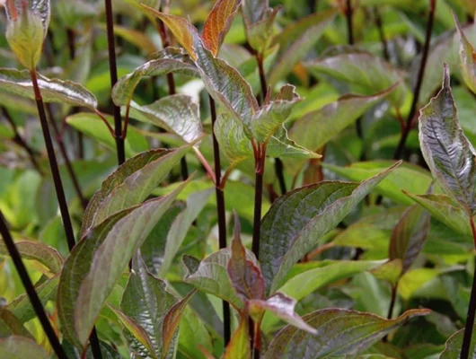 CORNUS alba 'Kesselringii' - Cornouiller à feuillage bleuté et bois violacé