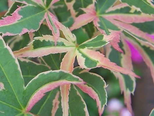 ACER palmatum 'Butterfly' - Erable du Japon