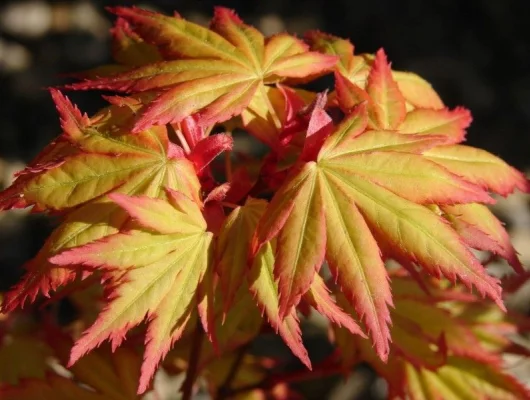 Érable du Japon 'Orange Dream' - Acer palmatum 'Orange Dream, érable japonais