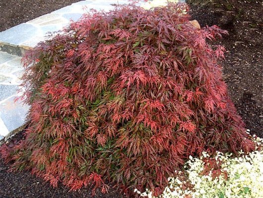 ACER palmatum 'Ornatum' - Erable du Japon 'Ornatum'