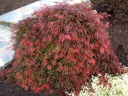 Érable du Japon 'Ornatum' - Acer palmatum 'Ornatum', érable japonais