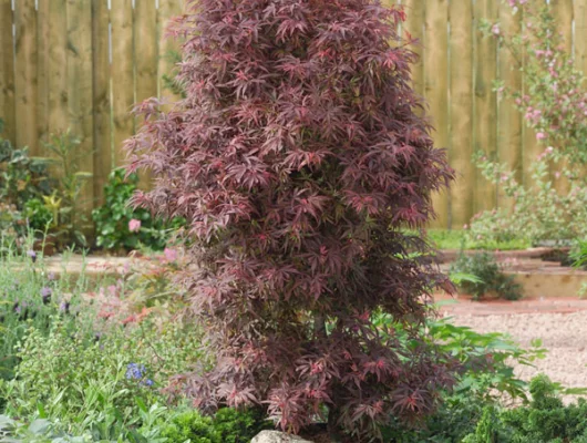 Érable du Japon 'Shaina' - Acer palmatum 'Shaina', érable japonais