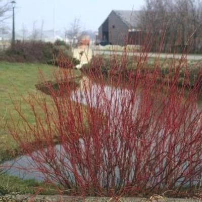 CORNUS alba 'Sibirica' - Cornouiller blanc de Sibérie