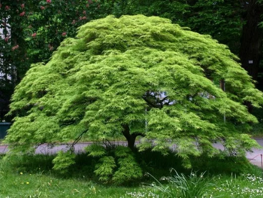 Érable du Japon palmatum - Acer palmatum, érable japonais