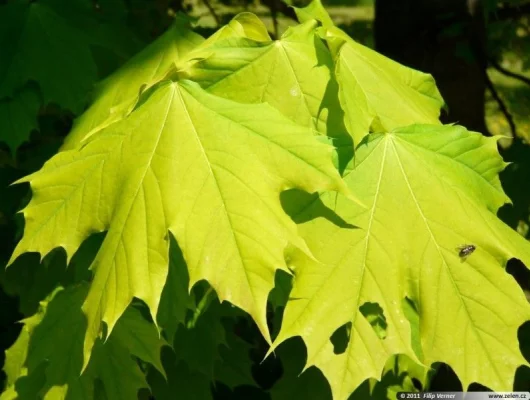 ACER platanoides 'Columnare' - Erable plane 'Columnare