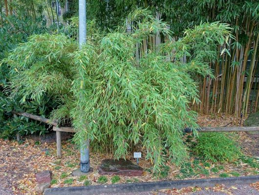 FARGESIA murielae 'Simba' - Bambou non traçant, pour haie
