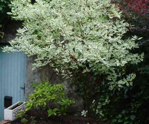 CORNUS alba 'Sibirica variegata' - Cornouiller blanc panaché
