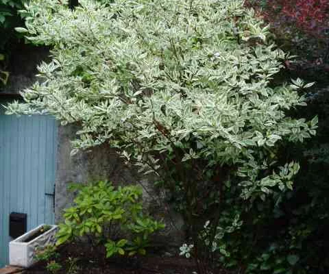CORNUS alba 'Sibirica variegata' - Cornouiller blanc panaché