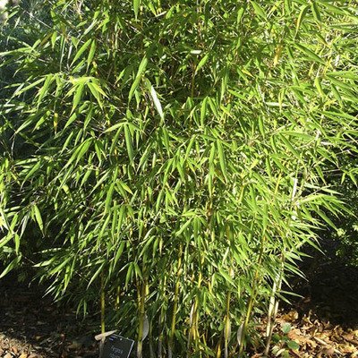 FARGESIA robusta 'Campbell' - Bambou non traçant, pour haie