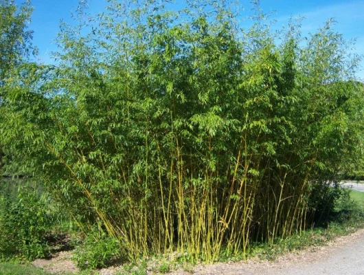 PHYLLOSTACHYS aurea - Bambou doré