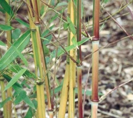 PHYLLOSTACHYS aureosulcata 'Aureocaulis' - Bambou