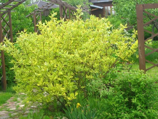 CORNUS alba 'Spaethii' - Cornouiller blanc à feuillage panaché