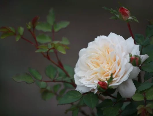 Rosier AUSTIN 'CROCUS ROSE'