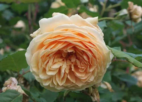 Rosier AUSTIN 'CROWN PRINCESS MARGARETA' - Rosier anglais