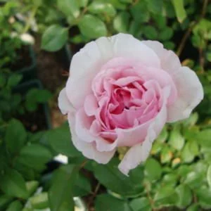 Rosier AUSTIN 'THE WEDGWOOD ROSE' - Rosier anglais