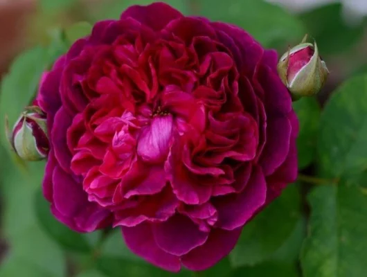 Rosier AUSTIN 'WILLIAM SHAKESPEARE' - Rosier anglais