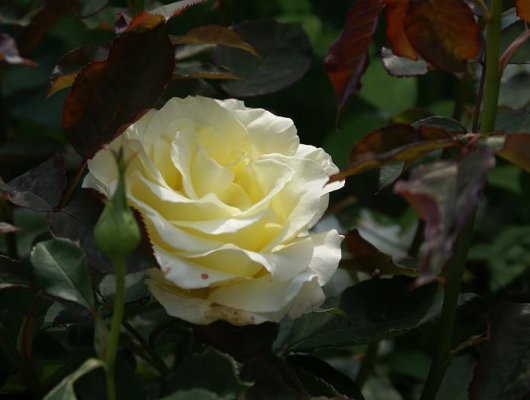 ROSIER Grande fleur 'AMATSU OTOME'
