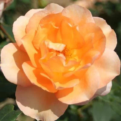 ROSIER Grande fleur 'BARBARA HENDRICKS' ® Dorgan