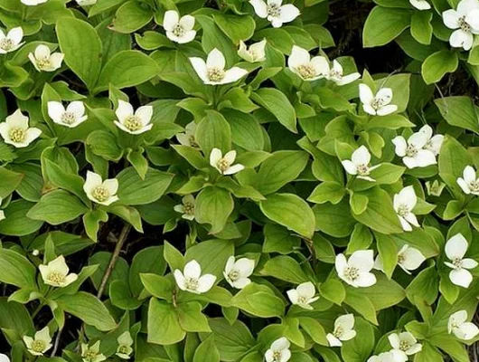 CORNUS canadensis - Cornouiller couvre sol