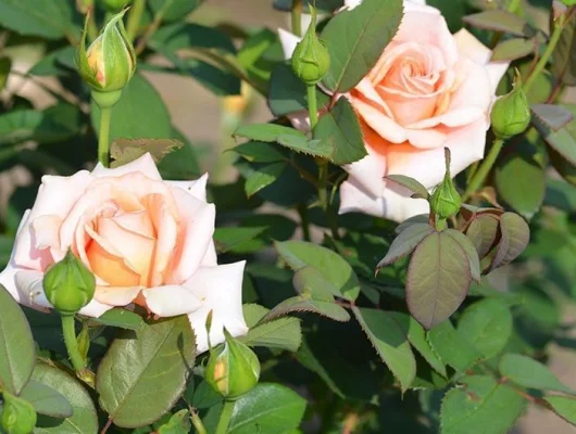 ROSIER Grande fleur 'JOLIE MOME' ® Fryxotic