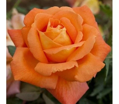 ROSIER Grande fleur 'LOUIS DE FUNES' ® Meirestif