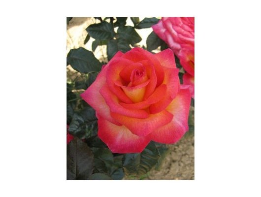 ROSIER Grande fleur 'MICHEL DESJOYEAUX' ® Adalopac