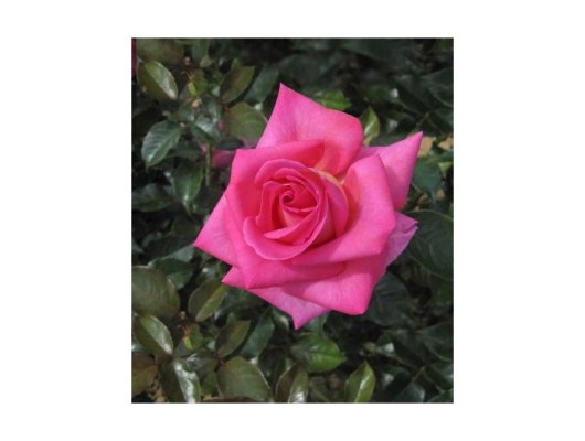 ROSIER Grande fleur 'PARFUM ROYAL' ® Adaborop