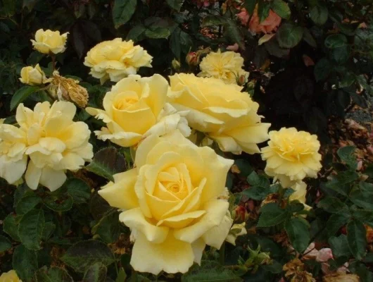 ROSIER Massifs 'GOLDEN DELIGHT'