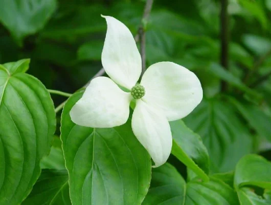 CORNUS florida - Cornouiller à fleurs américain