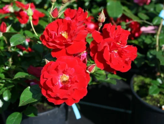 Rosier Couvre-sol 'Mainaufeuer' ® Kortemma