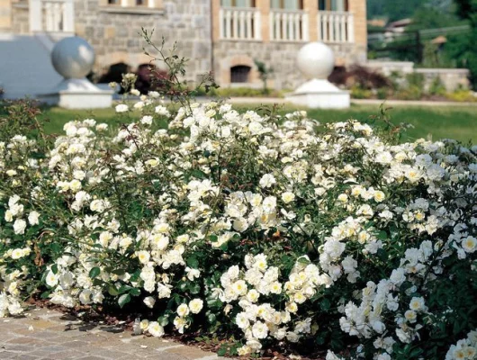 Rosier Couvre-sol 'Neige d'Eté' ® Tanigino