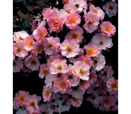 Rosier Couvre-sol 'Pink Cottage' ® Chewily