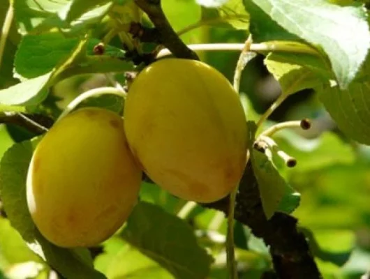 PRUNIER Quetsche 'Blanche de Létricourt' - Arbre fruitier