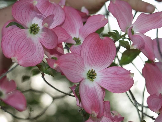 CORNUS florida 'Rubra' - Cornouiller à fleurs américain