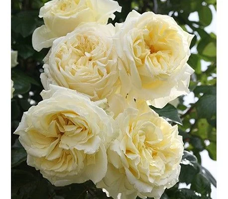 ROSIER Grimpant 'L'ALCAZAR' ® Tanefle