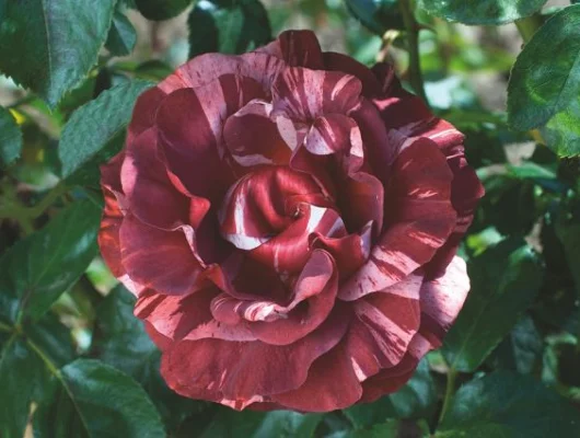 ROSIER Grimpant 'BROWNIE' ® Simstripe