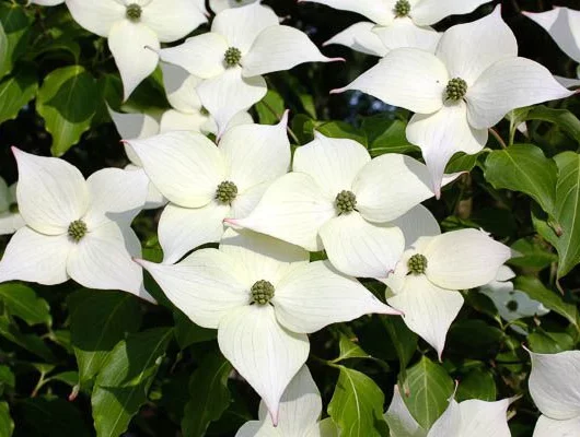 CORNUS kousa - Cornouiller à fleurs de Chine