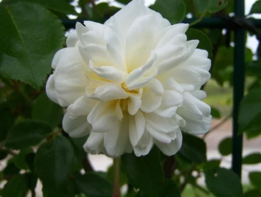 Rosier Grimpant Liane 'ALBERIC BARBIER'