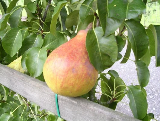 POIRIER 'Clapp's Favorite' - Arbre fruitier