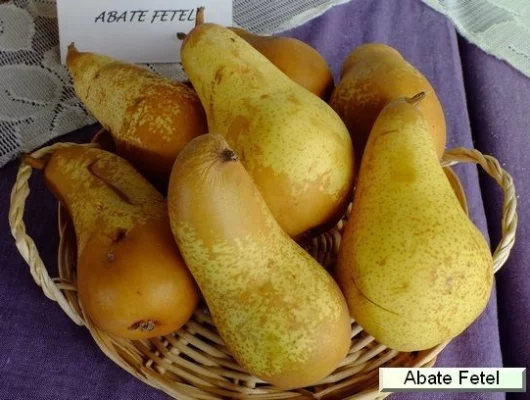 POIRIER 'Abate Fetel' - Arbre fruitier