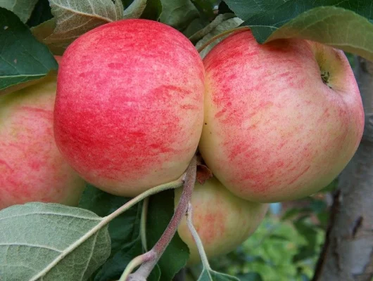 POMMIER 'Cybèle' ® - Arbre fruitier