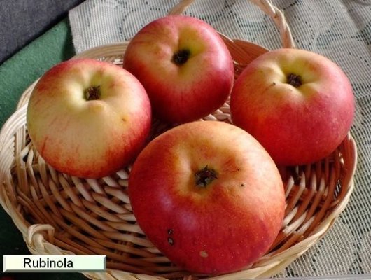 POMMIER 'Rubinola' ® - Arbre fruitier