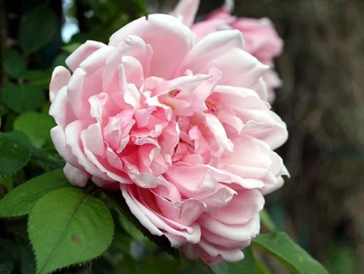 Rosier Grimpant Liane 'ALBERTINE'