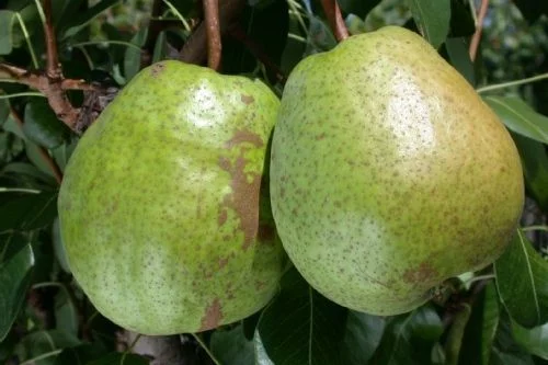 POIRIER 'Duchesse d'Angoulème' - Arbre fruitier